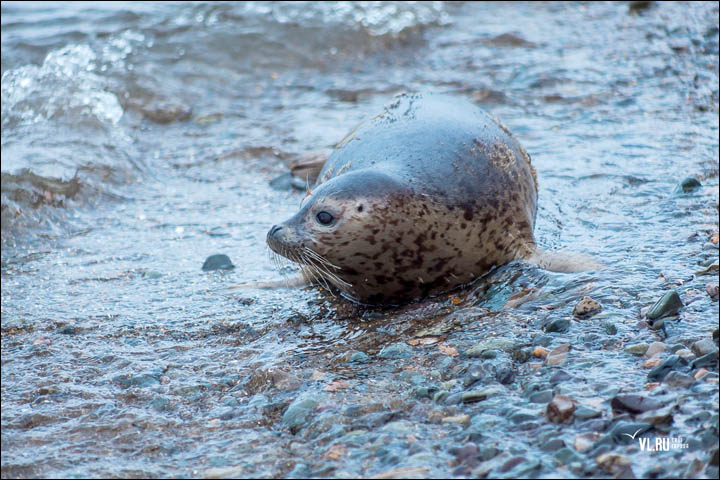 Three months of rehabilitation deemed a success as the female pair swim off back into the water