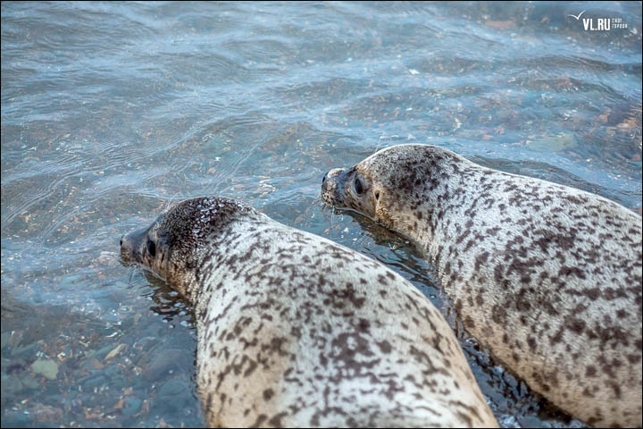 Three months of rehabilitation deemed a success as the female pair swim off back into the water