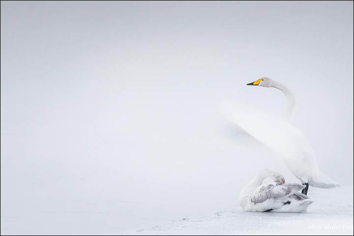 Welcome to the magnificent real life Swan Lake in the heart of Siberia   