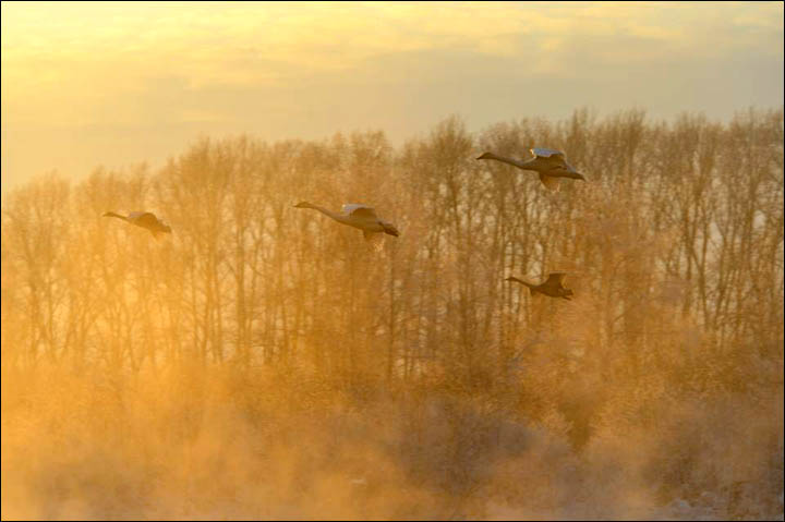 Swan lake Siberia