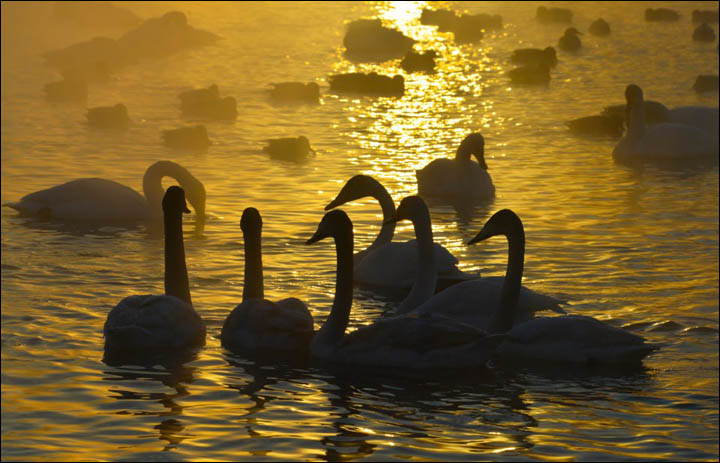 Swan lake