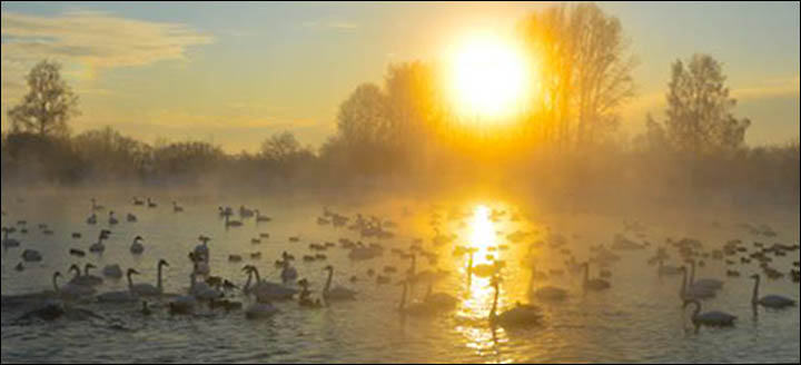 Swan Lake Siberia