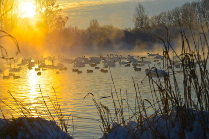 Swan lake Siberia