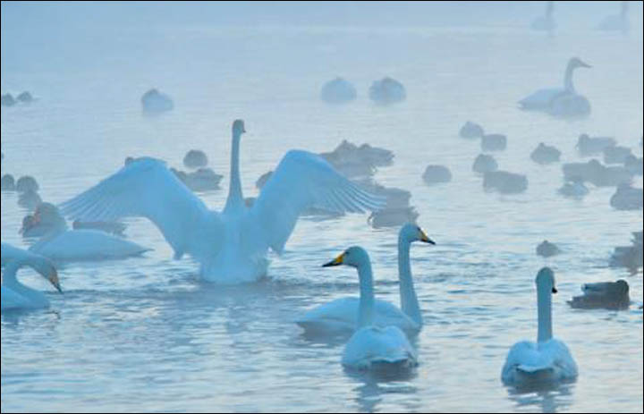 Swan lake Siberia