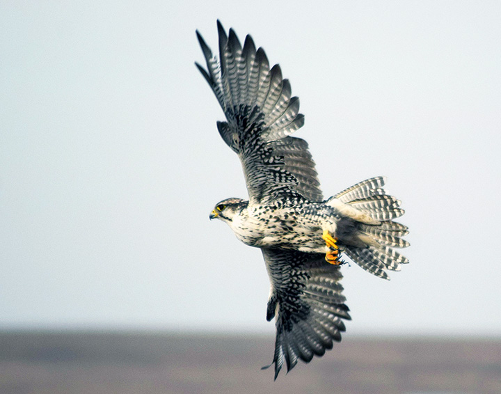 Rare Siberian Saker Falcon illegally caught and sold for whopping 42,000 US dollars to a buyer from an Arab Emirate