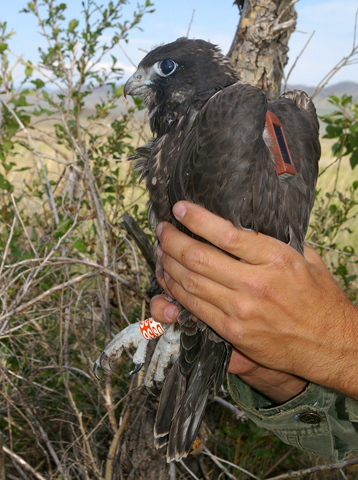 Rare Siberian Saker Falcon illegally caught and sold for whopping 42,000 US dollars to a buyer from an Arab Emirate