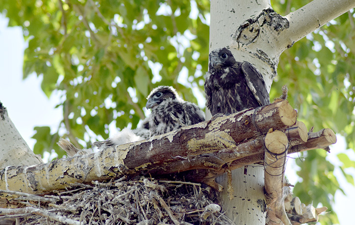 Rare Siberian Saker Falcon illegally caught and sold for whopping 42,000 US dollars to a buyer from an Arab Emirate