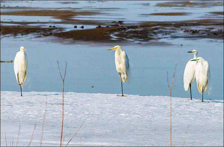 Siberian birds