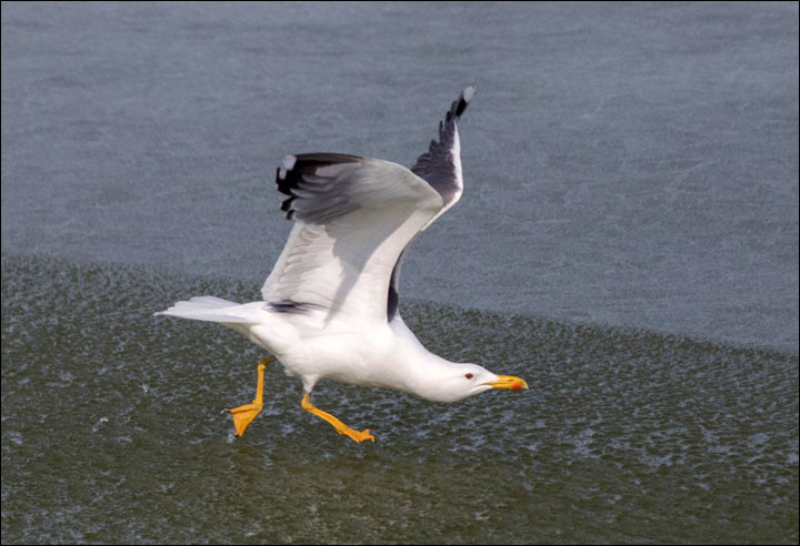 Siberian birds