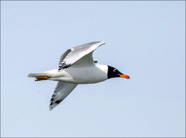 Siberian birds
