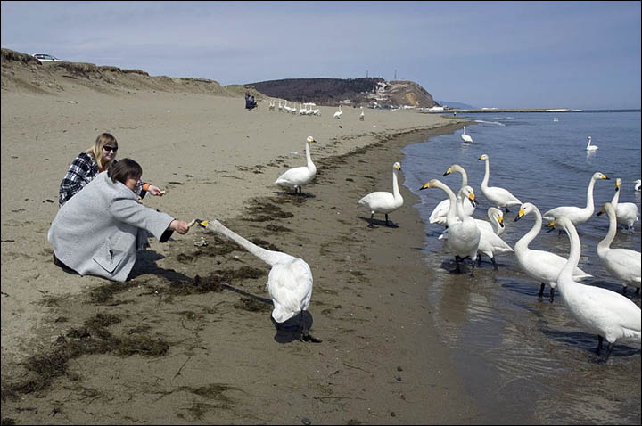 Sakhalin swans