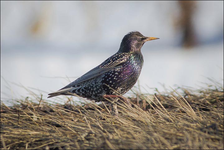 Siberian birds