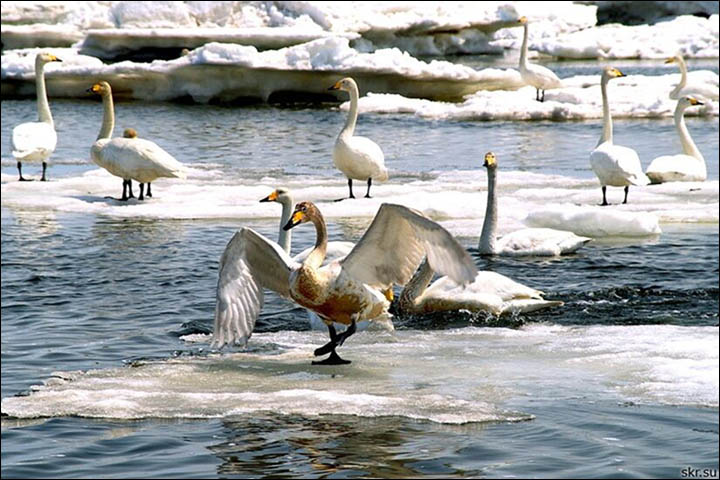 Sakhalin swans