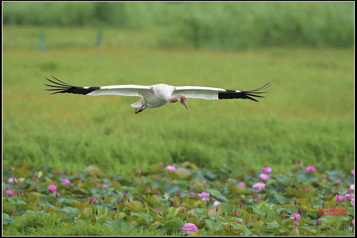 Siberian crane in Taiwan