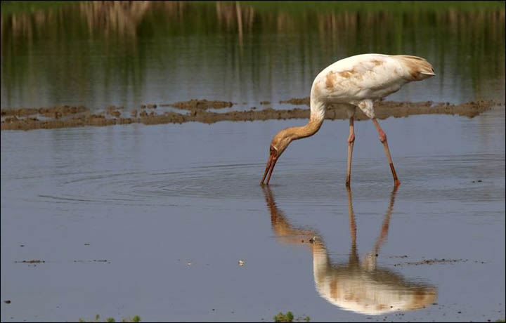 Siberian crane in Taiwan