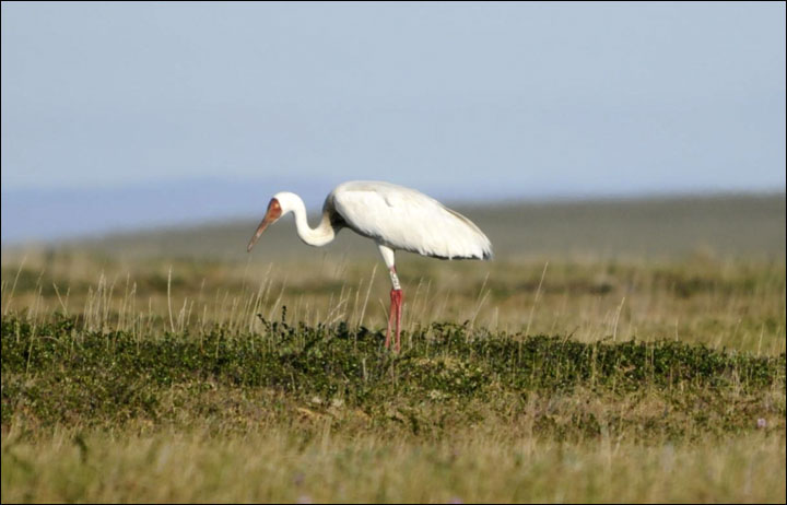 Siberian crane in Yakutia