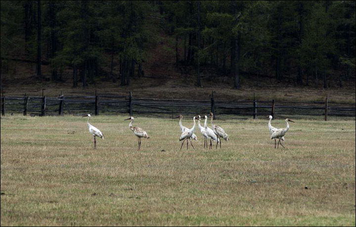 Siberian cranes in Yakutia