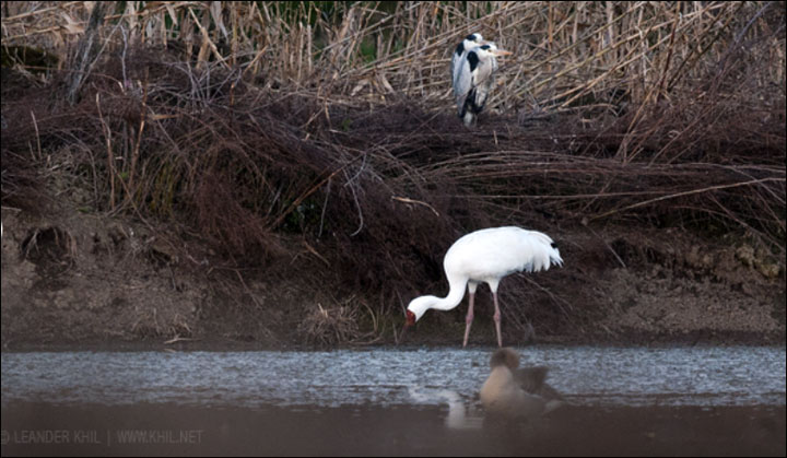 Crane Omid