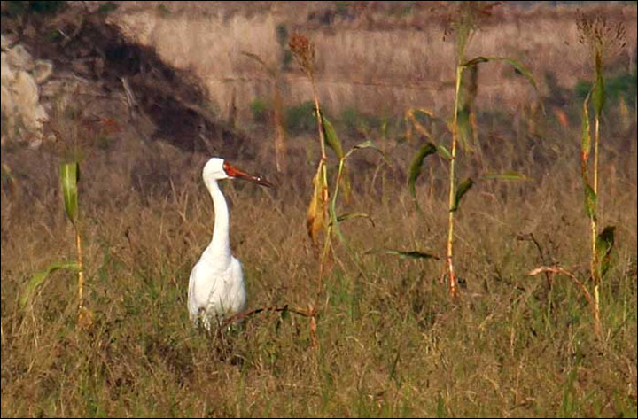 Crane Omid