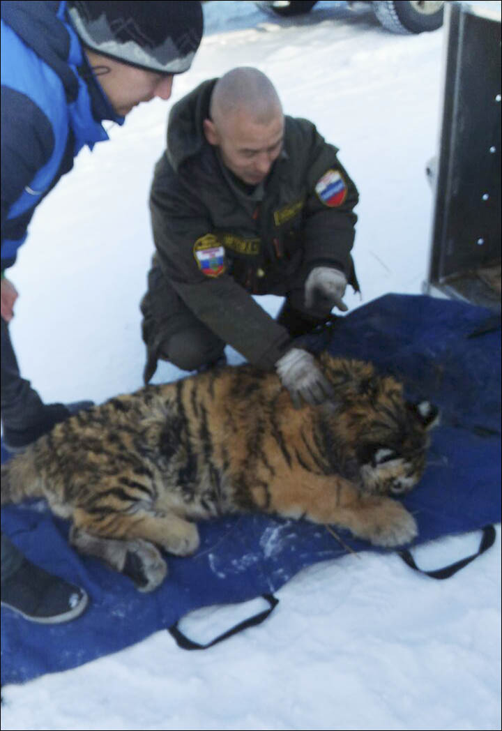 Siberian tiger cub