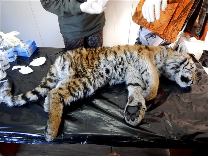 Tiger cub rescued