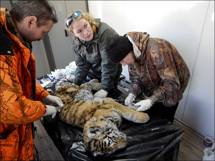 Siberian tiger cub died