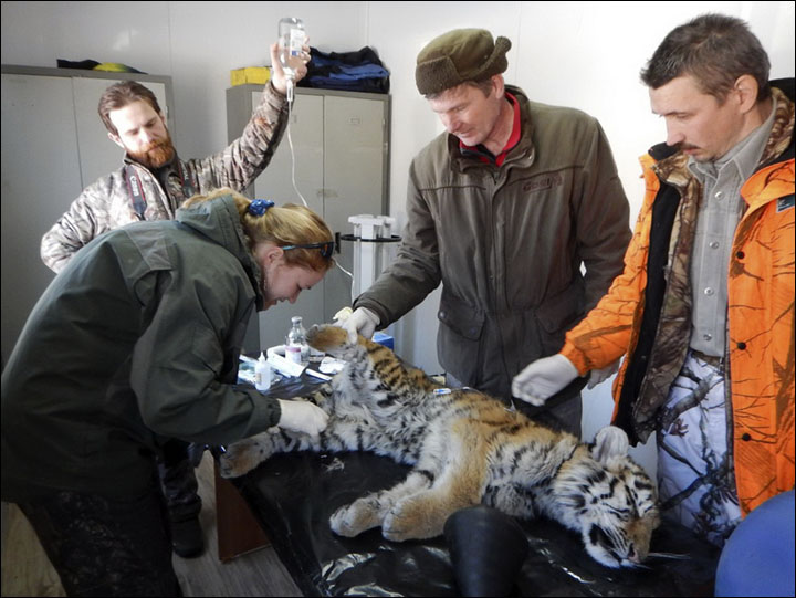 Tiger cub rescued