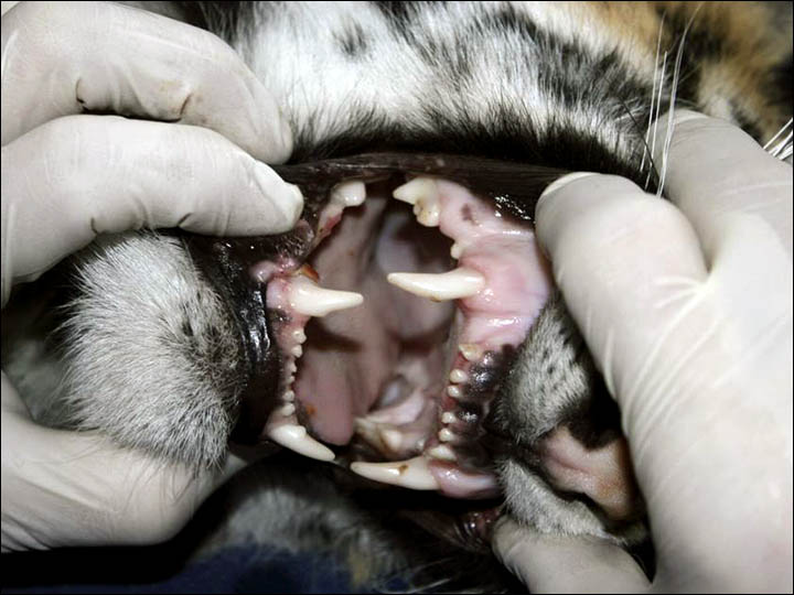 Tiger cub rescued