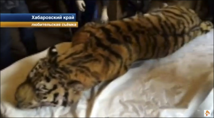 Siberian tiger shot