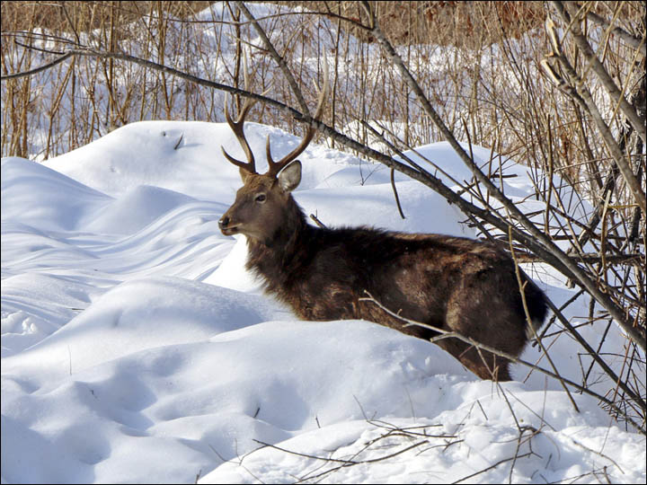 Deer 