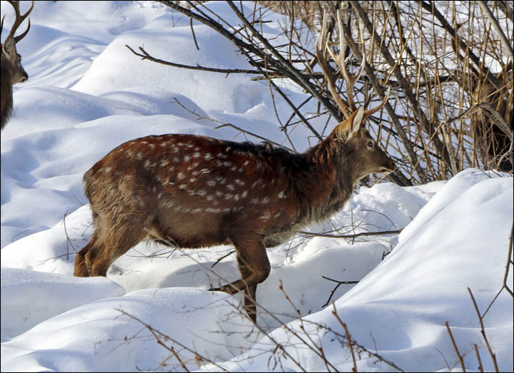 Deer 