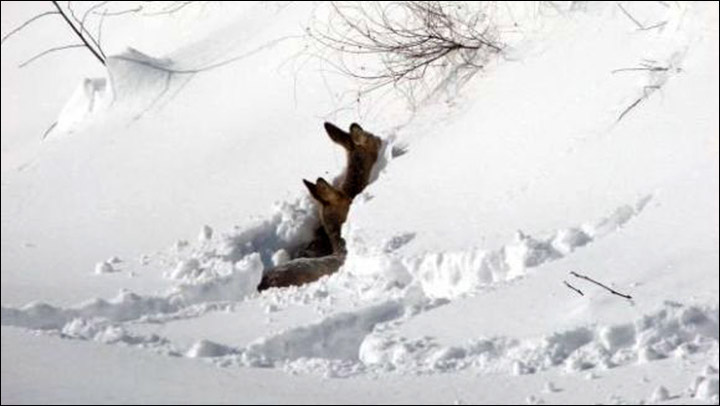 Roe in deep snow