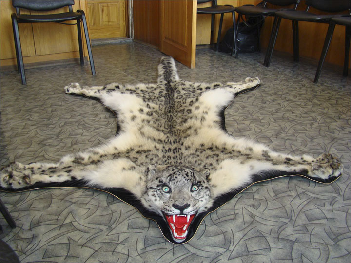 Snow leopard skin