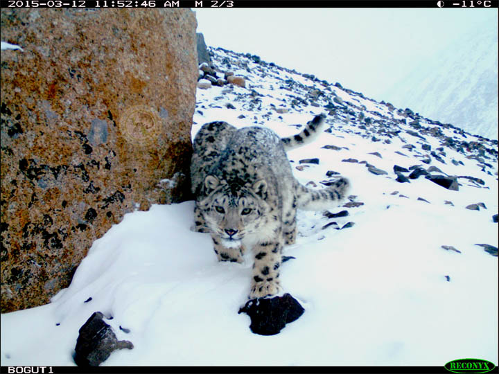 Snow leopards