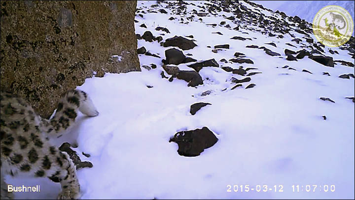 Snow leopards
