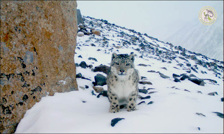 Snow leopard