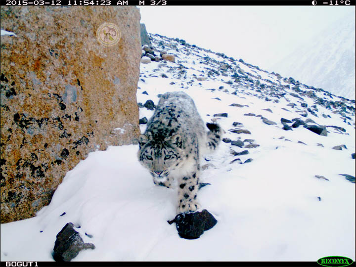 Snow leopard