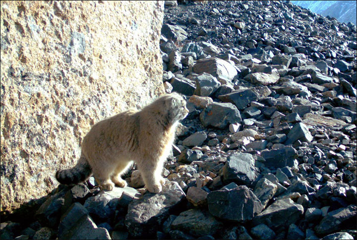 Pallas cat