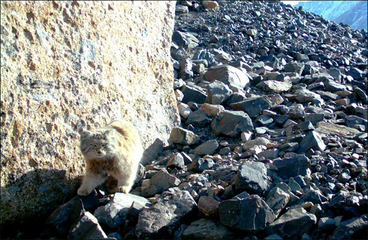Pallas cat