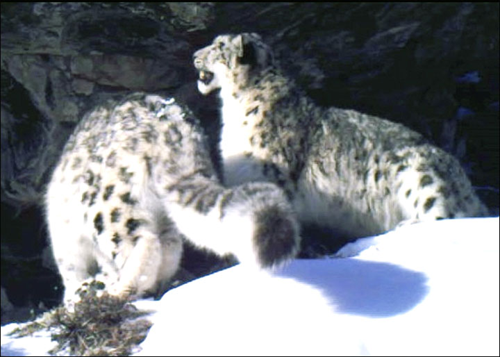 Snow leopards in Ak Cholushpa