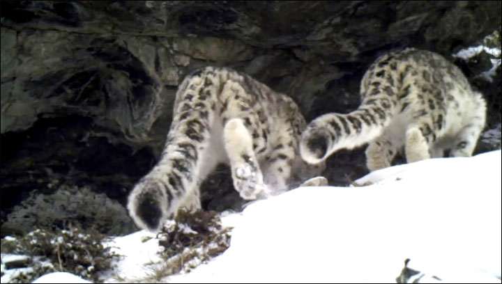 Snow leopards in Ak Cholushpa