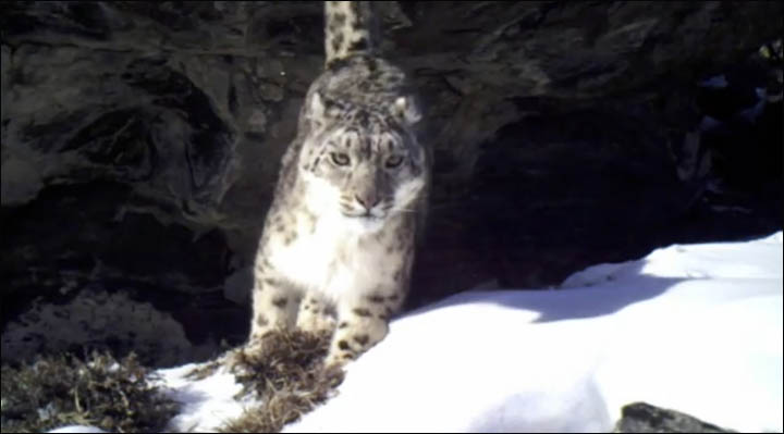 Snow leopards in Ak Cholushpa