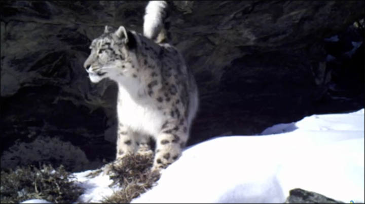 Snow leopards in Ak Cholushpa