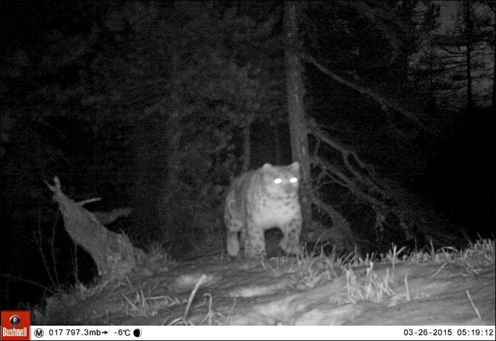 Snow leopards in Sailyugem