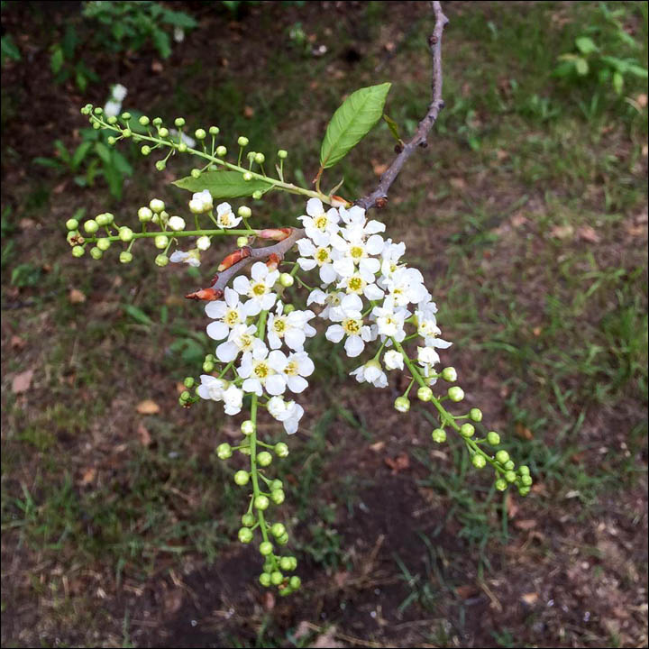 Flowers in October