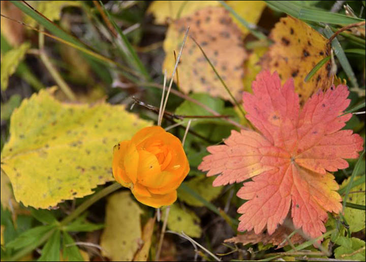 Flowers in October