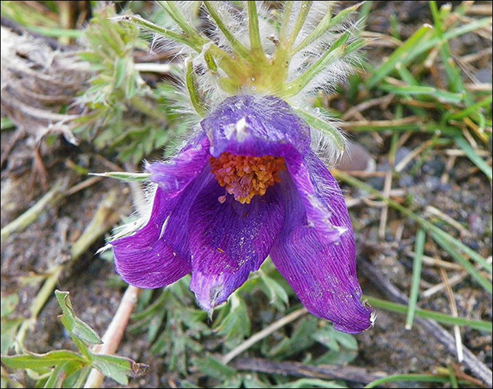 Flowers in October