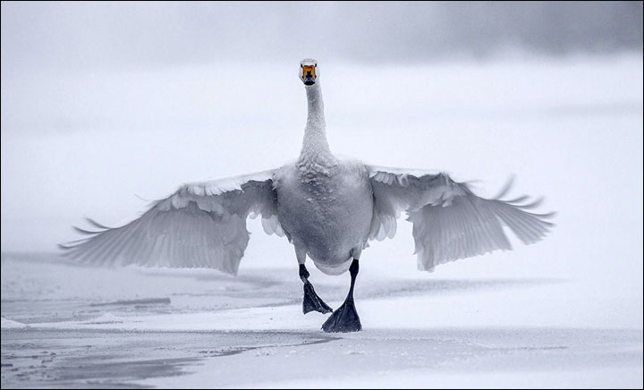 Swan Lake