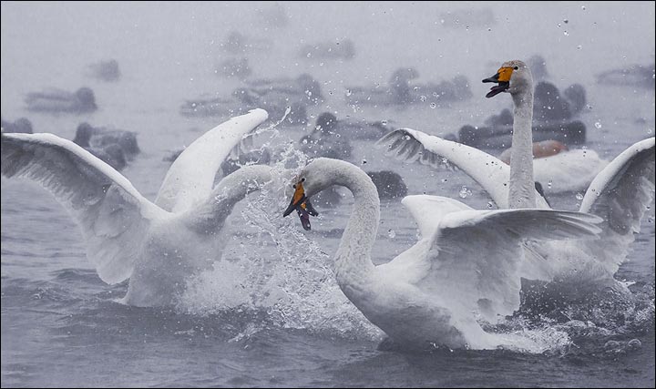 Swan Lake