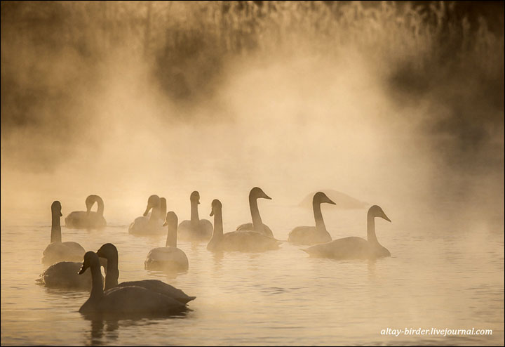 Swan Lake